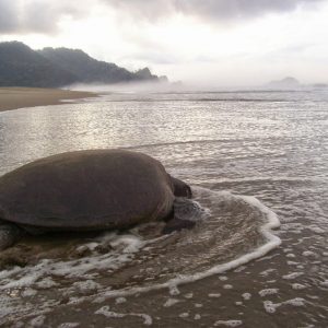 Sukamade turtle tour from banyuwangi,sukamade adventure,sukamade turtle beach tour,sukamade tour from bali